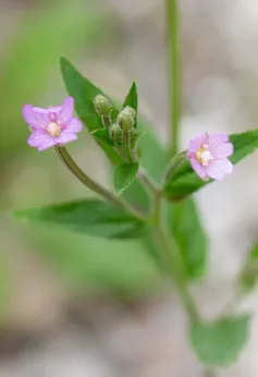 scarlet-pimpernel