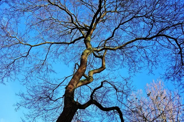 Book Cover: Skies of Dripping Gold